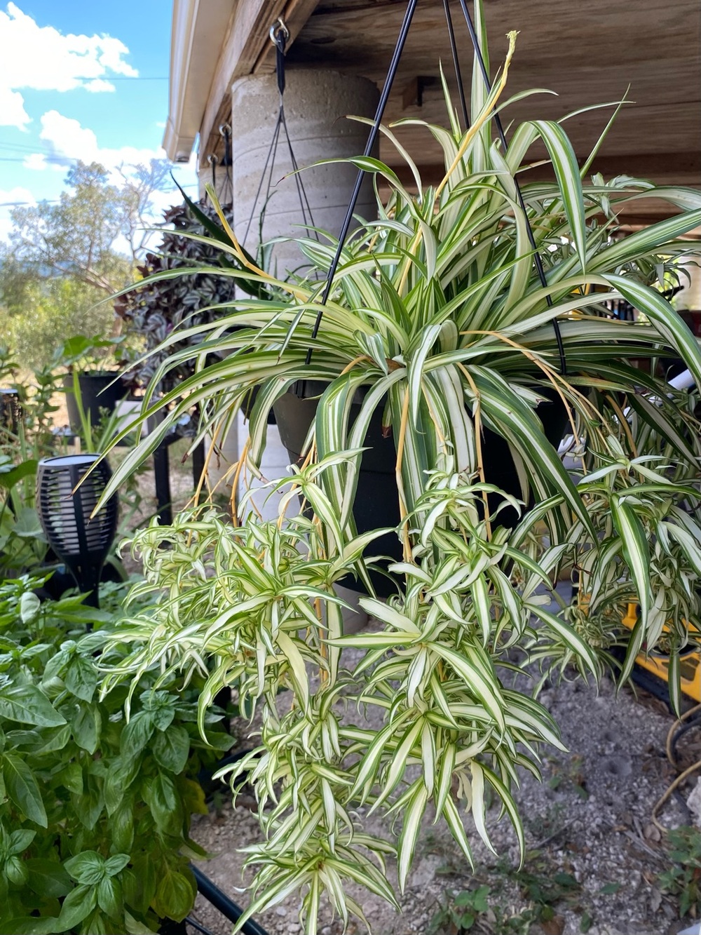 Variegated Spider Plant Babies